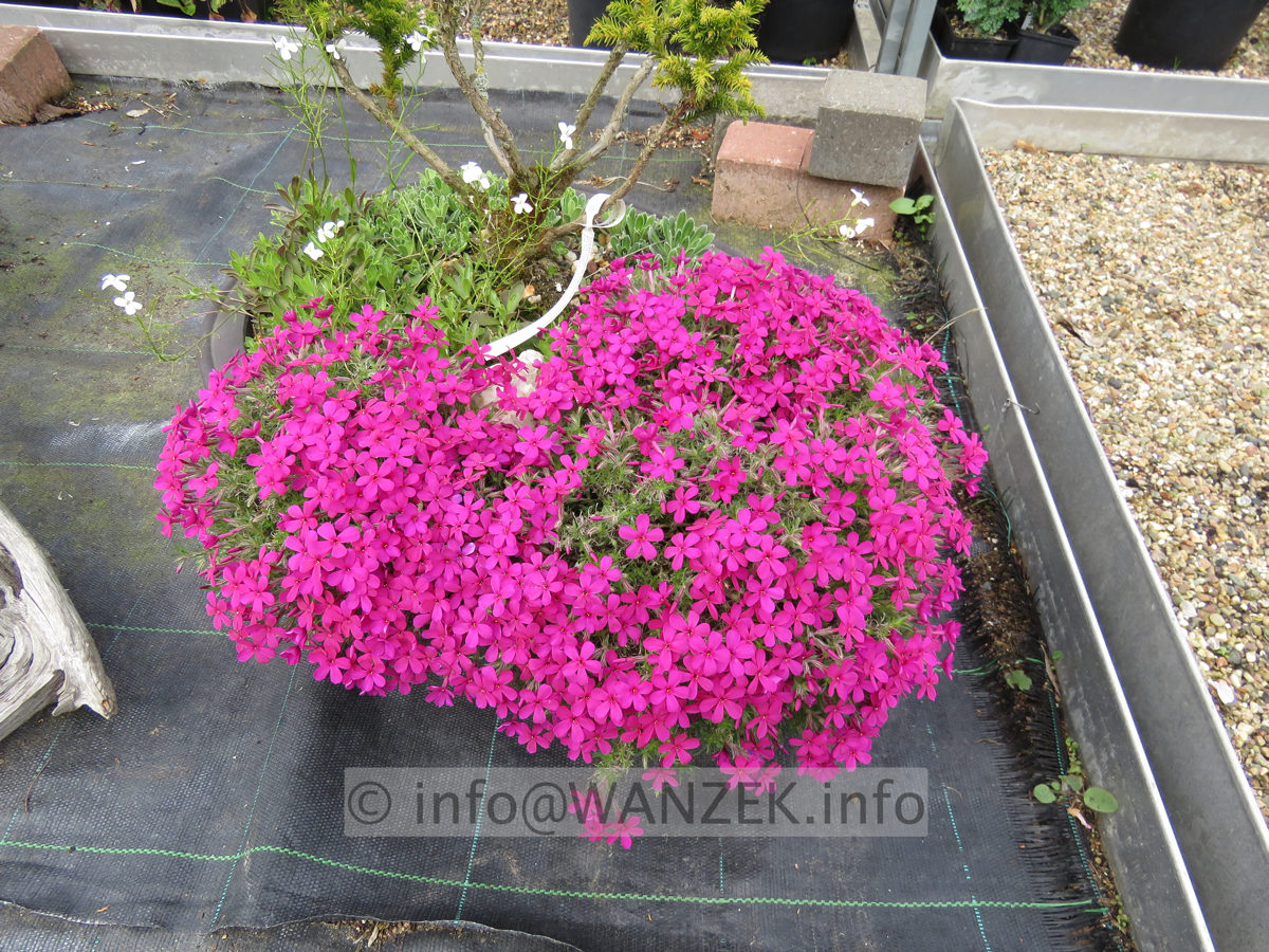 Phlox douglasii Cracker Jack in Schale.JPG